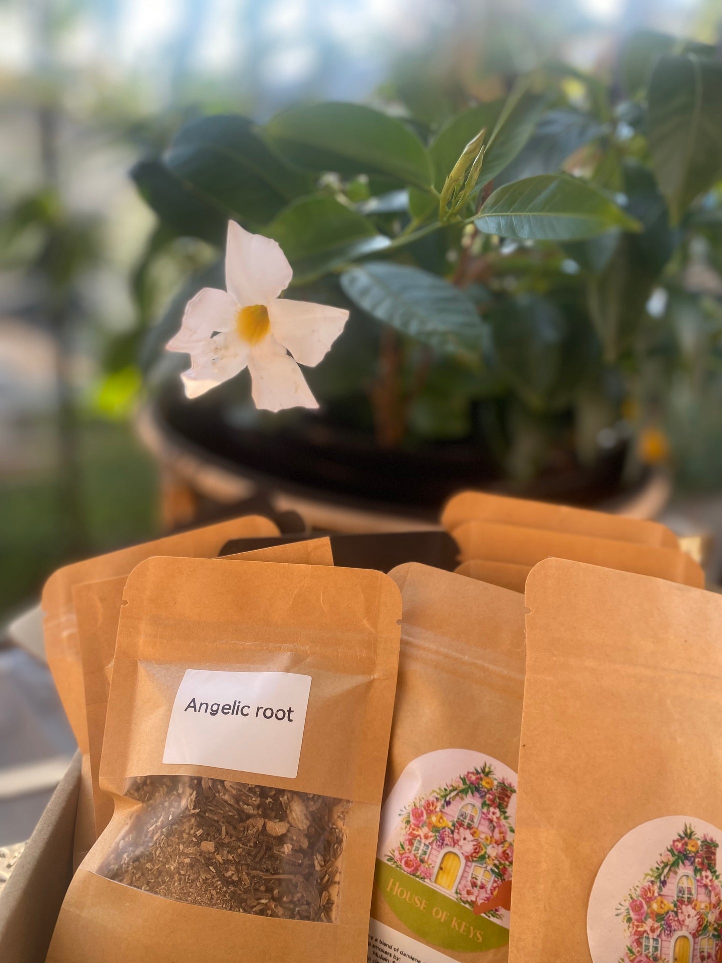 1 Pack Of Angelic Root