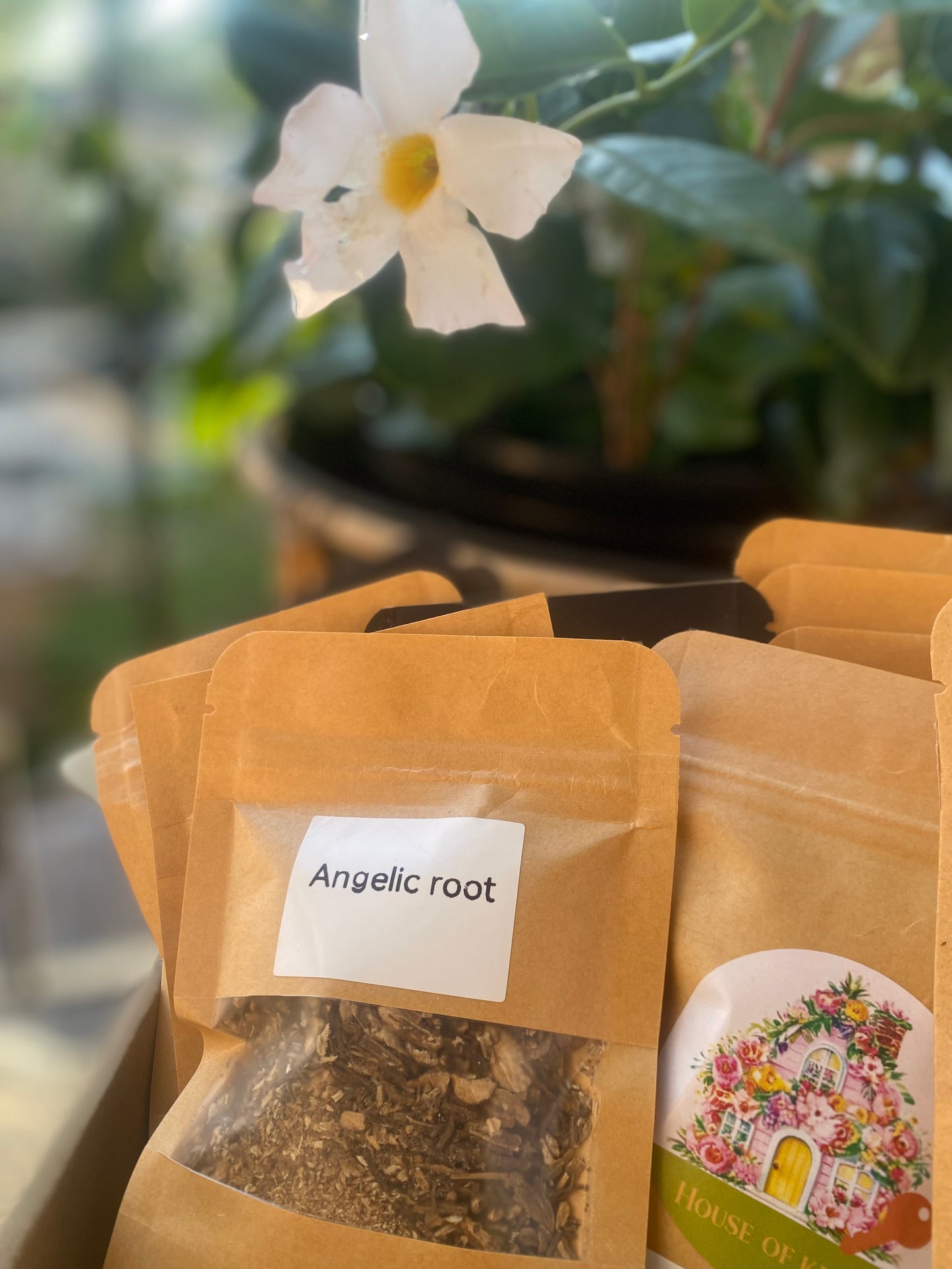 1 Pack Of Angelic Root